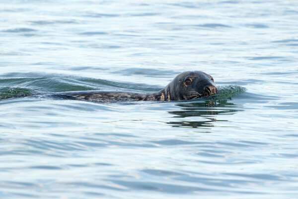 Grey seal (Halichoerus grypus) swimming, Farne Islands, Seahouses, Northumberland, UK