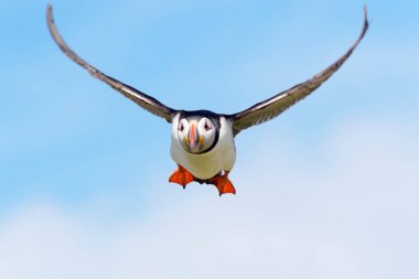 Atlantik martı (Fratercula arktika) mavi gökyüzüne karşı uçuyor, Farne Adaları, Northumberland, İngiltere, İngiltere.