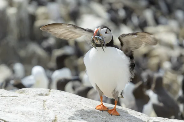 Puffin Atlantycki Fratercula Arctica Machający Skrzydłami Złowionymi Rybami Wyspy Farne — Zdjęcie stockowe