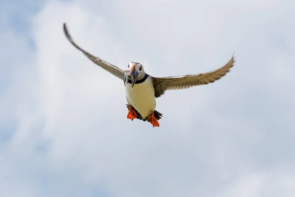 Puffin Atlântico Fratercula Arctica Voando Com Peixes Capturados Ilhas Farne — Fotografia de Stock