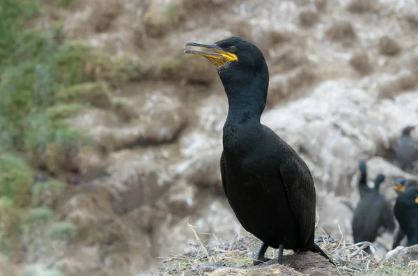 崖の上に立つヨーロッパの小屋 Phalacrocorax Aristotelis ファーン諸島 ノーサンバーランド イングランド — ストック写真