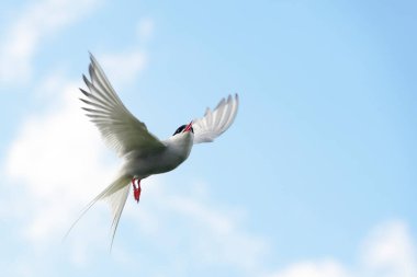 Kuzey Buz Denizi (Sterna paradisaea), Farne Adaları, Northumberland, İngiltere.