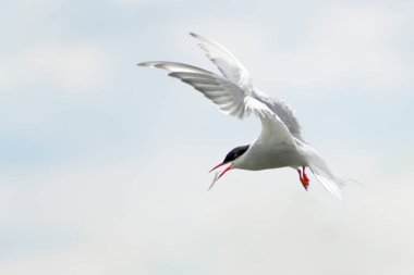 Kuzey Buz Denizi (Sterna paradisaea) balıklarla uçuyor, Farne Adaları, Northumberland, İngiltere, İngiltere.