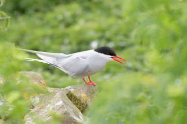 Kuzey Buz Denizi (Sterna paradisaea), İngiltere, Farne Adaları, Northumberland, İngiltere 'de kayaların üzerine tünemiştir..