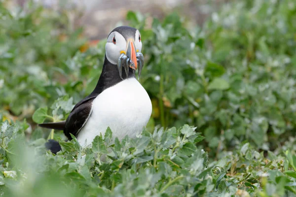 Puffin Atlântico Fratercula Arctica Frente Toca Com Peixes Capturados Ilhas — Fotografia de Stock