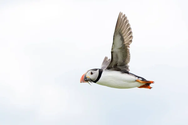 Frailecillo Atlántico Fratercula Arctica Volando Con Peces Capturados Islas Farne — Foto de Stock