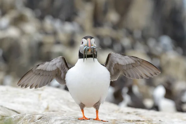 Atlantic Puffin Fratercula Arctica Caught Fish Beak Looking Camera Farne — Stock Photo, Image