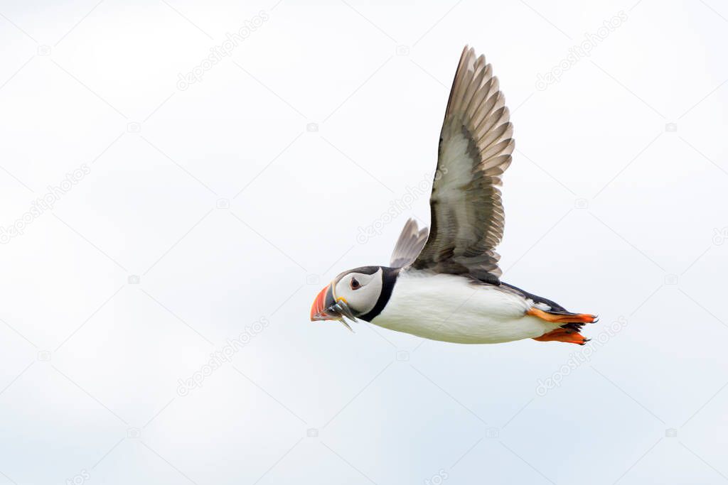 Atlantic puffin (Fratercula arctica) flying with caught fish, Farne Islands, Northumberland, England, UK.