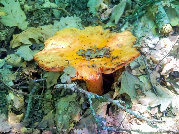 森林中绿叶中的大黄色蘑菇 — 图库照片