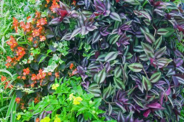 Farklı yeşil bitki karışımı ve sarı ve kırmızı çiçekler