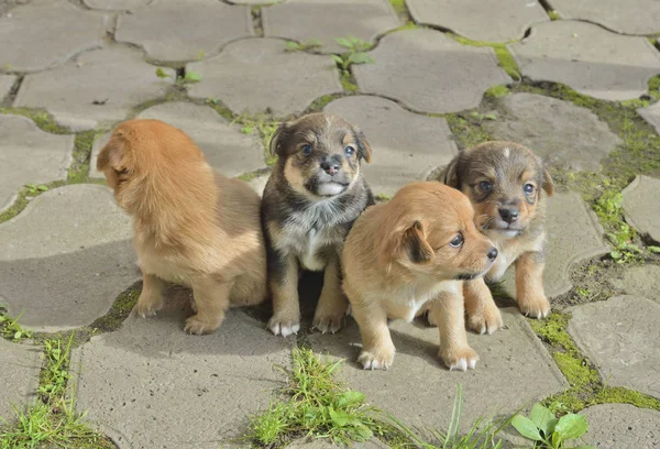 A close up of the four small puppies.