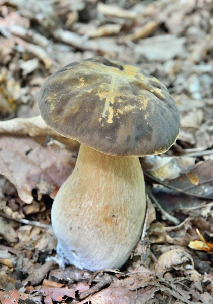 A close up of the edible mushroom Cep (Boletus edulis).