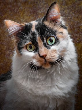 Üç renkli bıyıklı kabarık kedi koyu kahverengi arka plan üzerinde poz portresi