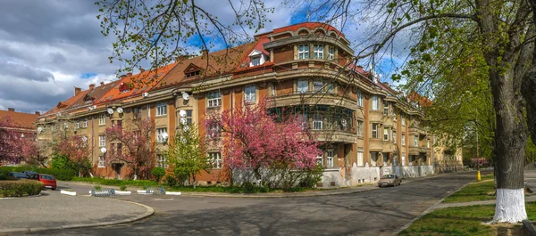 Sakura Çiçeği Ukrayna Uzhgorod şehir içinde. Japon kiraz çiçeklenme sırasında şehir sokakları bahar Panoraması.