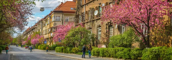 Sakura Çiçeği Ukrayna Uzhgorod şehir içinde. Japon kiraz çiçeklenme sırasında şehir sokakları bahar Panoraması.