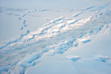İnsan izleri ve hayvanların kışın karda izleri.