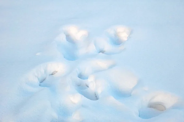 Dierlijke Sporen Sneeuw Winter — Stockfoto