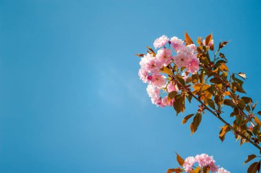 Sakura bloom. Mavi gökyüzüne karşı Japon kiraz Şubesi çiçeklenme. Kopya alanı.