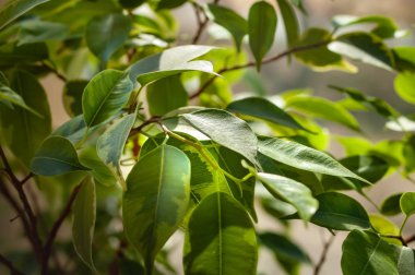 Ficus Bush yeşil yeşillik. 