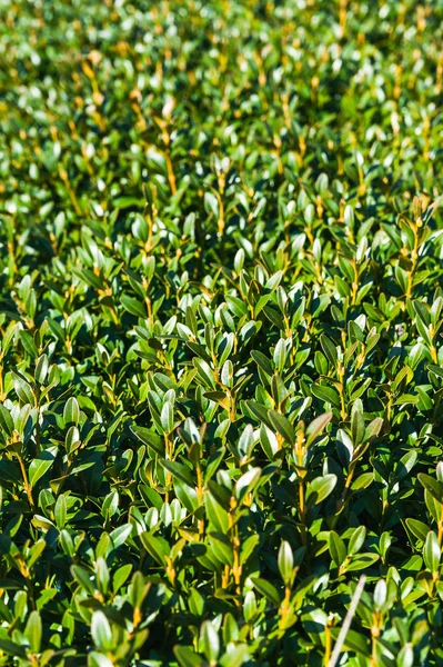 Green leaves of bushes. Royalty Free Stock Photos