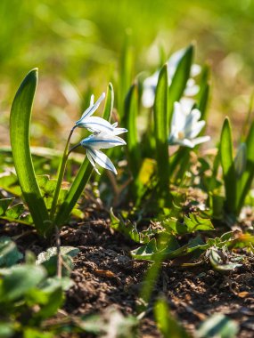 İlk bahar çiçekler kardelen vardır. 