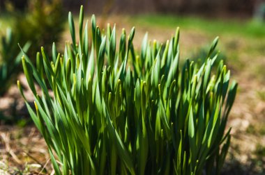 Yeşil taze çim. Genç bitkiler çalılar.