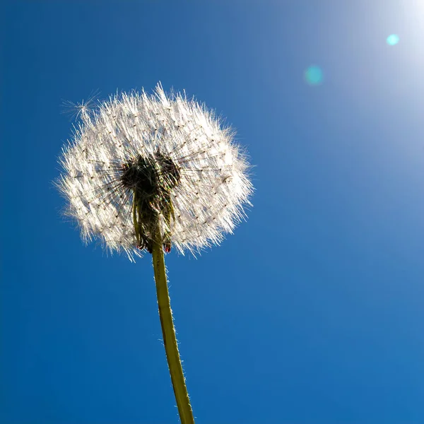 Een paardebloem in zonlicht tegen blauwe hemel. — Stockfoto