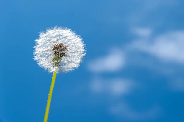 Ein Löwenzahn vor blauem Himmel und weißen Wolken. — Stockfoto