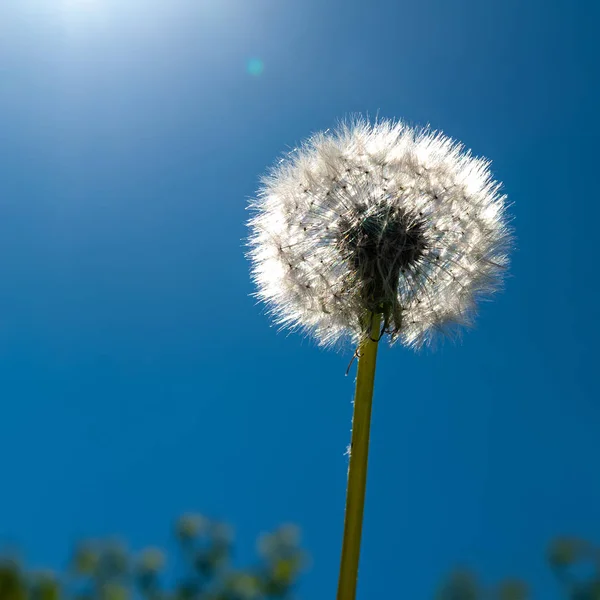 Un pissenlit au soleil contre le ciel bleu . — Photo