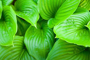 yeşil yapraklar arkaplan.