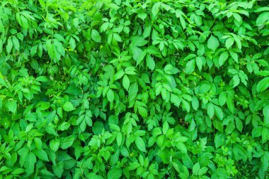 yeşil yapraklar arkaplan.