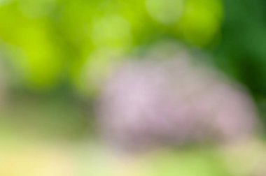 Bokeh etkisi ile bulanık yumuşak yaz arka plan.