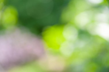 Bokeh etkisi ile bulanık yumuşak gündüz çiçek arka plan.