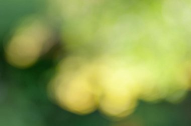 Bokeh etkisi ile yeşil yaprakların bulanık yumuşak yaz arka plan.