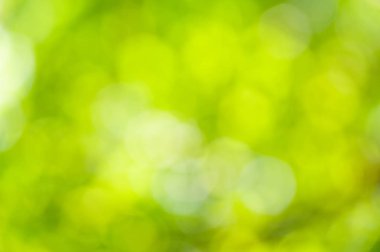 Bokeh etkisi ile yeşil yaprakların bulanık yumuşak yaz arka plan.