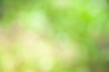 Bokeh etkisi ile yeşil yaprakların bulanık yumuşak yaz arka plan.