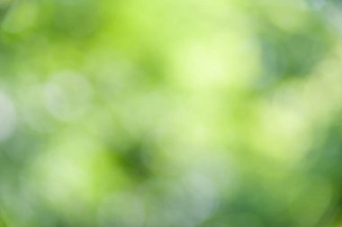 Bokeh etkisi ile yeşil yaprakların bulanık yumuşak yaz arka plan.