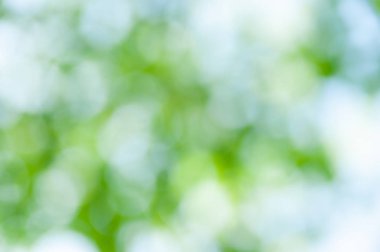 Bokeh etkisi ile yaprakları ve dalları bulanık yumuşak yaz arka plan.