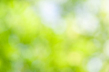 Bokeh etkisi ile bulanık yumuşak yaz yeşil arka plan yaprakları.