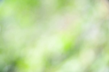 Bokeh etkisi ile yeşil yaprakların bulanık yumuşak yaz arka plan.