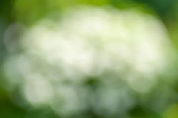 Blurred soft summer floral background with bokeh effect.