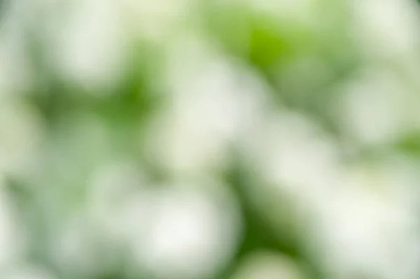 Blurred soft summer floral background with bokeh effect.