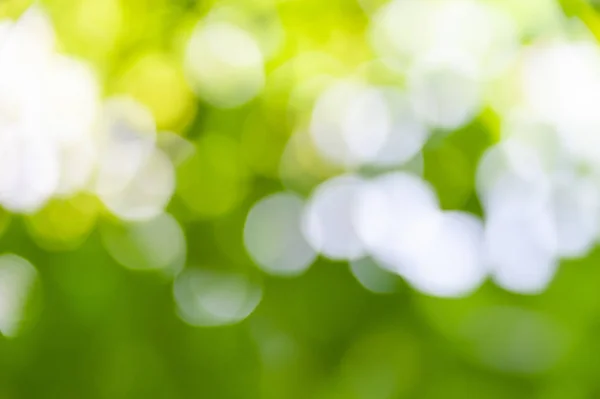 Wazig zachte zomer achtergrond van groene bladeren met bokeh effect. — Stockfoto