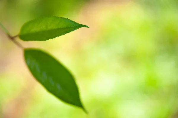 Wazig zachte zomer groene achtergrond bladeren met bokeh effect. — Stockfoto