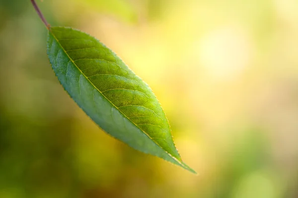 Wazig zachte zomer groene achtergrond bladeren met bokeh effect. — Stockfoto