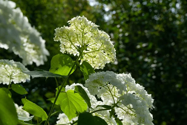 Trauben aus weißen Hortensienblüten auf einem natürlichen unscharfen Hintergrund, selektiver Fokus. — Stockfoto