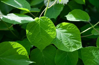 Yeşil yaprak güneş ışığında parlar, seçici odak. 