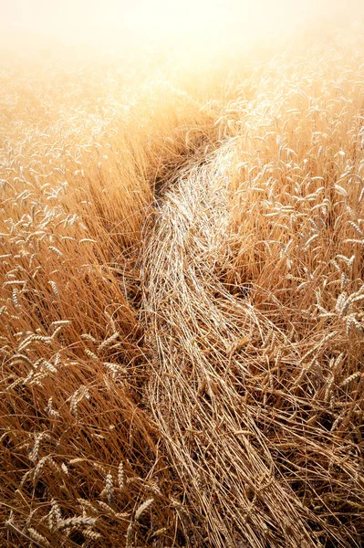 Волшебный свет на пшеничном поле. Многие колоски пшеницы и смятые шипы против солнечного света перед сбором урожая . — стоковое фото