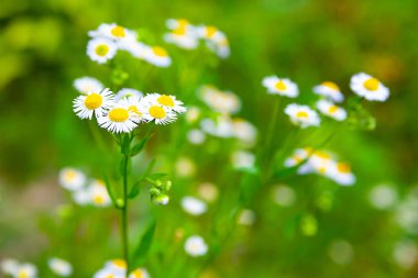 Yabani papatya çiçekleri. Çiçekler yaz bahçesinde küçük yabani papatyalar çiçek. 