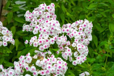 Çiçek açan pembe ve beyaz çiçekler Phlox paniculata. Yaz bahçesinde bir çiçek yatakta pembe ve beyaz Phlox kümeleri. 